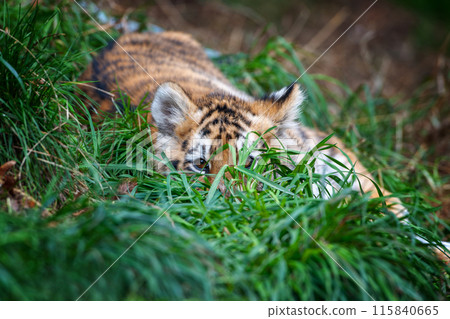 Tiger cub in the wild. Wild cat in nature habitat Tiger cub in the wild. Wild cat in nature habitat 115840665