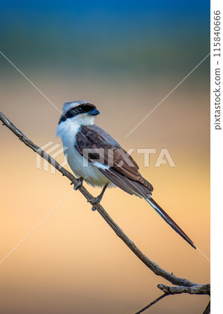 Grey-backed Fiscal Small bird perched on thin branch Grey-backed Fiscal Small bird perched on thin branch 115840666