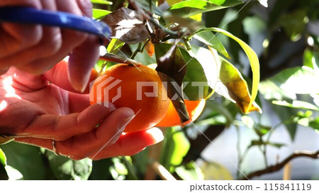 一個男人的手收割自家種植的柑橘 一個男人的手收割自家種植的柑橘 115841119