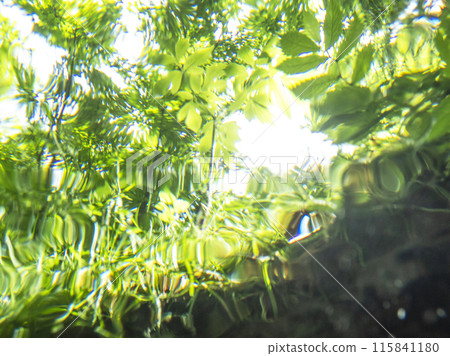 Oyamakiyazawa Stream, a clear stream flowing through a forest of fresh greenery 115841180