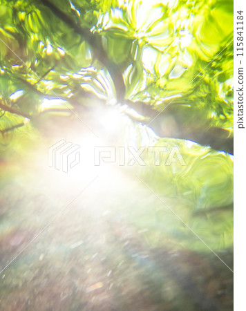 Oyamakiyazawa Stream, a clear stream flowing through a forest of fresh greenery 115841184