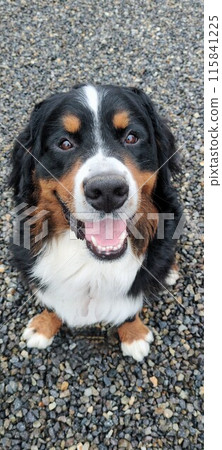伯恩山犬凝視 伯恩山犬凝視 115841225