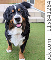 伯恩山犬在花園裡玩耍 115841284