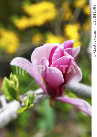 美麗的玉蘭花,粉紅色的色調 美麗的玉蘭花,粉紅色的色調 115841392
