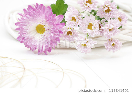 White background Pink chrysanthemum flower frame Bright and gorgeous image White background Pink chrysanthemum flower frame Bright and gorgeous image 115841401