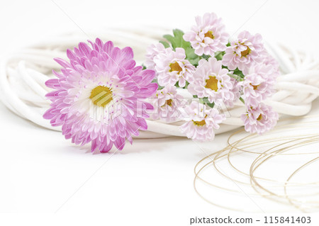 白色背景，粉紅色菊花花框，明亮華麗的圖像 115841403