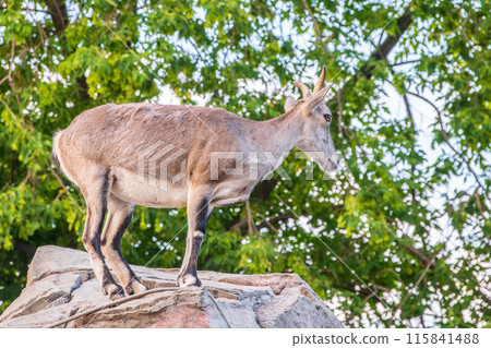 Bharal or Himalayan blue sheep or naur (Pseudois nayaur), female 115841488