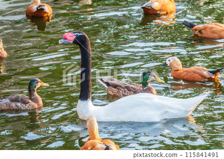 The black-necked swan, Cygnus melancoryphus, is a swan that is the largest waterfowl native to South America. The body plumage is white with a black neck and head and greyish bill The black-necked swan, Cygnus melancoryphus, is a swan that is the largest waterfowl native to South America. The body plumage is white with a black neck and head and greyish bill 115841491