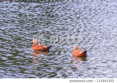 Ruddy Shelduck, or red duck, lat. Tadorna ferruginea, swimming on a lake. 115841502