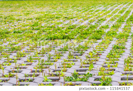 Green grass growing through the cobble stones, outdoor garden flooring background photo texture 115841537