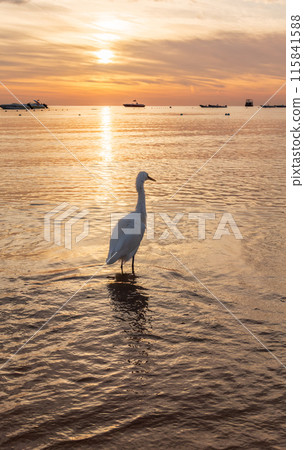 Great egret (Ardea alba), a medium-sized white heron fishing on the sea beach Great egret (Ardea alba), a medium-sized white heron fishing on the sea beach 115841588