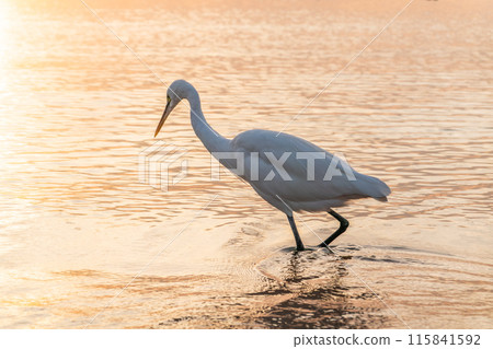 Great egret (Ardea alba), a medium-sized white heron fishing on the sea beach 115841592