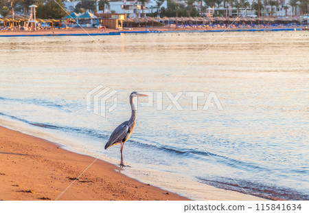 Gray heron fishing on the beach of the Red Sea. Naama Bay beach, Sharm El Sheikh, Egypt 115841634