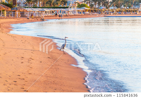 Gray heron fishing on the beach of the Red Sea. Naama Bay beach, Sharm El Sheikh, Egypt 115841636