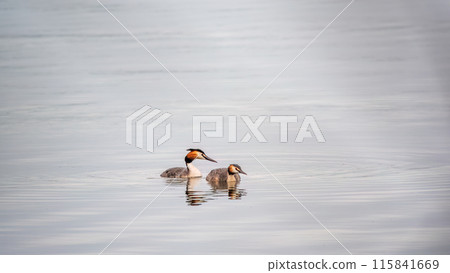 Two Great Crested Grebes swim in the lake 115841669