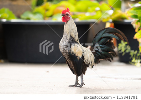 Fighting cock is standing on the floor.Selective focus. Fighting cock is standing on the floor.Selective focus. 115841791