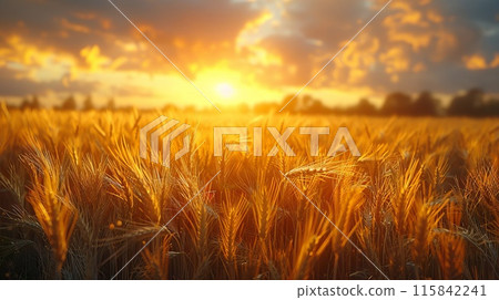 Golden wheat field 115842241
