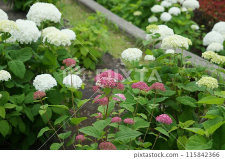 Hydrangea flowers bloomed 115842366