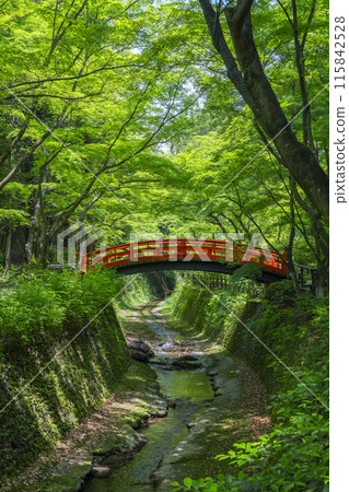 Kyoto Kitano Tenmangu Shrine Historic Site Odoi Green Maples 115842528