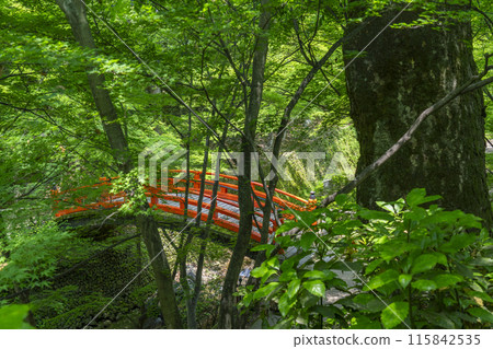 Kyoto Kitano Tenmangu Shrine Historic Site Odoi Green Maples 115842535