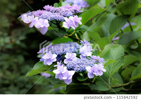 Hydrangeas blooming in vibrant colors under the rainy season sky Hydrangeas blooming in vibrant colors under the rainy season sky 115842592