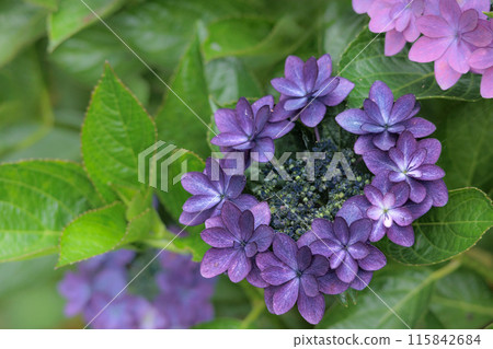 雨季的繡球花在天空的襯托下綻放出鮮豔的色彩 雨季的繡球花在天空的襯托下綻放出鮮豔的色彩 115842684