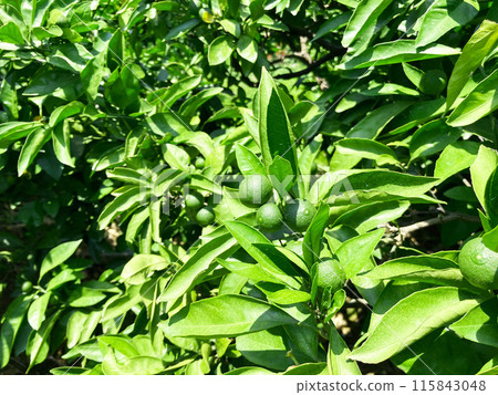 Small green tangerine fruit 115843048