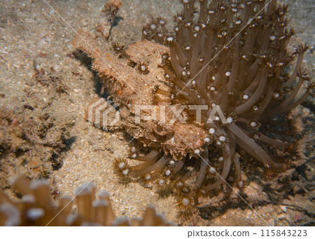 Poisonous scorpion fish among soft corals at the bottom of the Gulf of Oman in Fujairah, UAE Poisonous scorpion fish among soft corals at the bottom of the Gulf of Oman in Fujairah, UAE 115843223