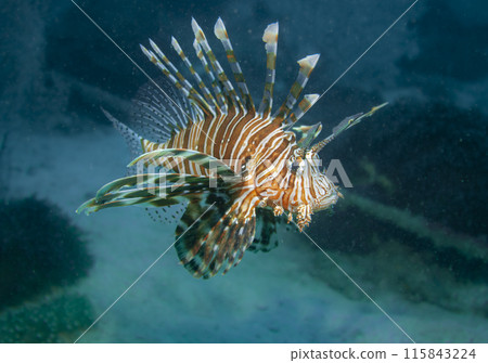 Lion fish hunting at the bottom of the Gulf of Oman in Fujairah, United Arab Emirates Lion fish hunting at the bottom of the Gulf of Oman in Fujairah, United Arab Emirates 115843224