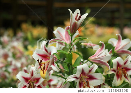 美麗的百合花 115843398