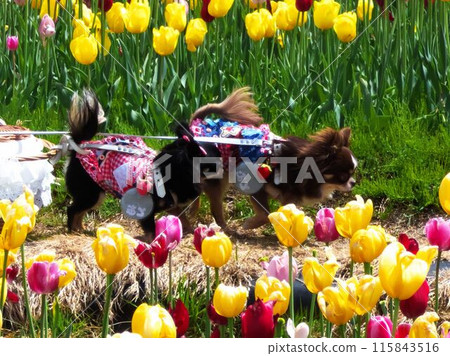 瀧野Suzuran公園的鬱金香領域 115843516