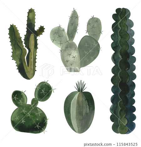 Set of cacti. Plants for the home. Floriculture. Desert flora. Isolated watercolor illustration on white background. Clipart. Set of cacti. Plants for the home. Floriculture. Desert flora. Isolated watercolor illustration on white background. Clipart. 115843525