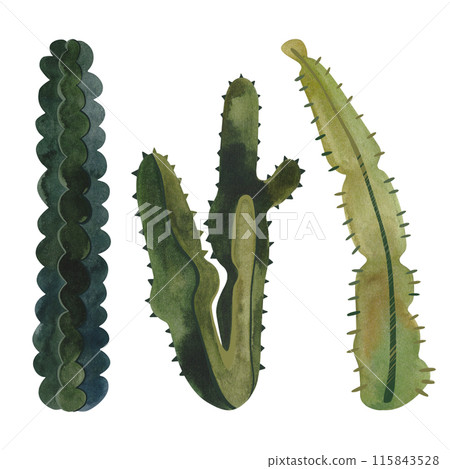 Set of cacti. Plants for the home. Floriculture. Desert flora. Isolated watercolor illustration on white background. Clipart. 115843528