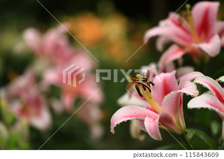 Beautiful lily flower Beautiful lily flower 115843609