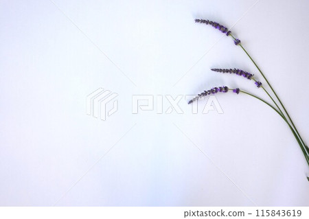 薰衣草和白色背景 115843619