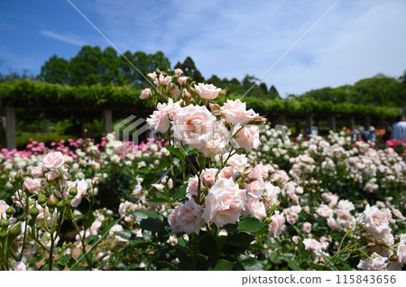 金代植物園玫瑰 115843656