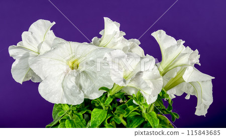 Blooming white Petunia surfinia snow on a purple background 115843685