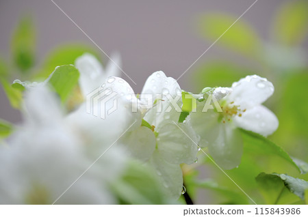 Princess Apple Flowers Rain 115843986