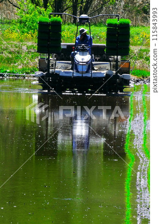 Rice planting with a tractor Rice planting with a tractor 115843993