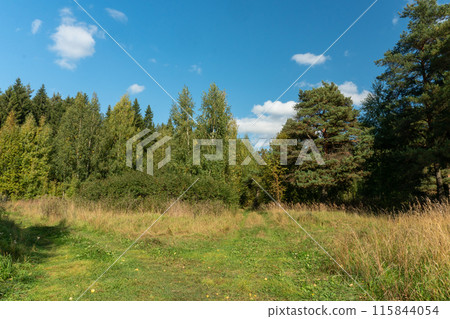 View of a dense forest against a blue sky on a sunny summer day View of a dense forest against a blue sky on a sunny summer day 115844054