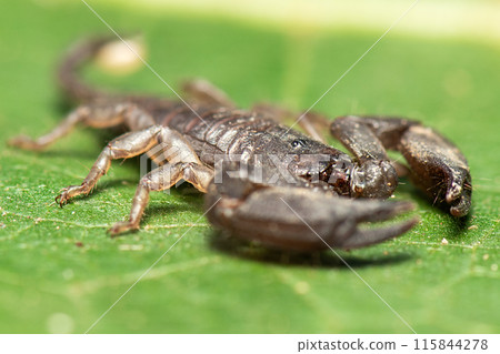 Dwarf Forest Scorpion Dwarf Forest Scorpion 115844278