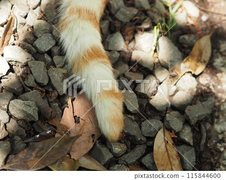 cat tail cat tail 115844600