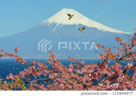 靜岡縣沼津市井田 - 在面向駿河灣和白雪皚皚的富士山的斜坡上,兩隻繡眼鳥在早開的河津櫻花中翩翩起舞。 靜岡縣沼津市井田 - 在面向駿河灣和白雪皚皚的富士山的斜坡上,兩隻繡眼鳥在早開的河津櫻花中翩翩起舞。 115844977