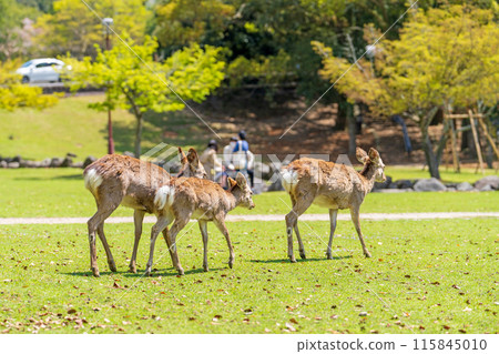 奈良公園的鹿 115845010