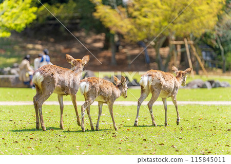 奈良公園的鹿 奈良公園的鹿 115845011