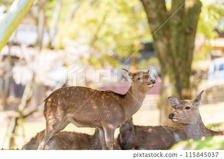 [Spring] Deer in Nara Park [Cherry Blossoms] 115845037
