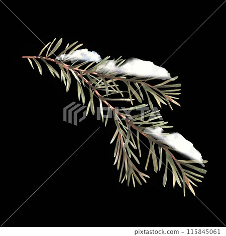 Snow on a fir branch with needles. Watercolor spruce, pine or cedar trees evergreen snowy branch. Botanical hand painted illustration for greeting card, invitation. Clipart on isolated dark background Snow on a fir branch with needles. Watercolor spruce, pine or cedar trees evergreen snowy branch. Botanical hand painted illustration for greeting card, invitation. Clipart on isolated dark background 115845061