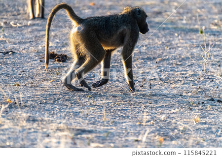 Baboon family in Chobe Baboon family in Chobe 115845221