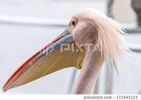 Pelican in Walvis Bay 115845223