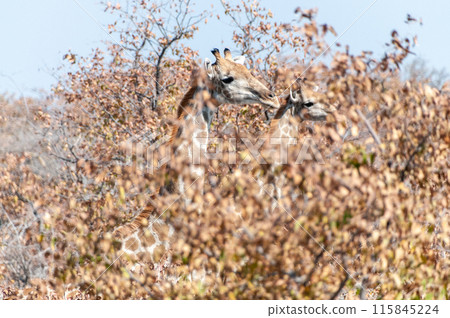Giraffes in Etosha 115845224